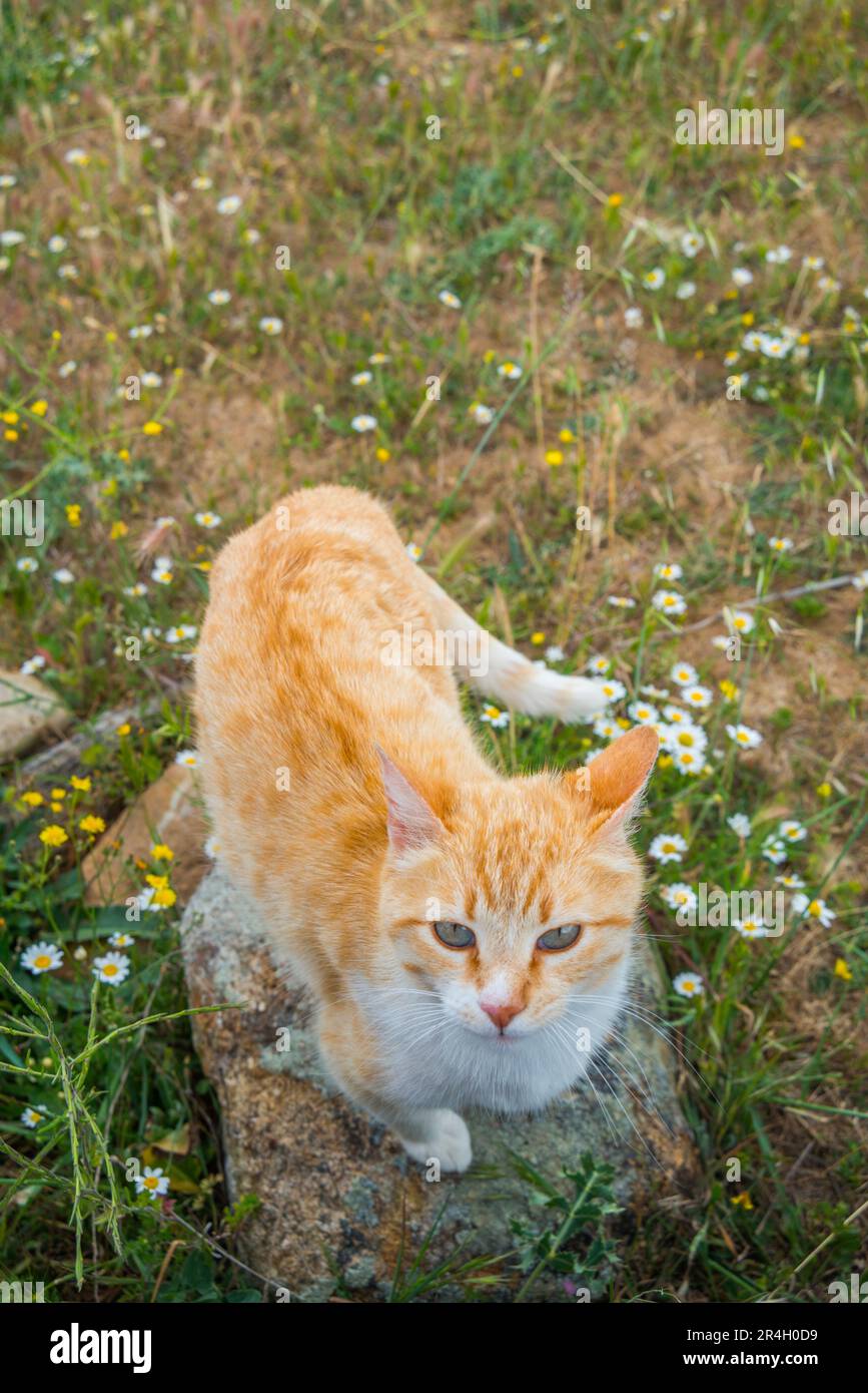 Tabby et chat blanc à la campagne. Banque D'Images