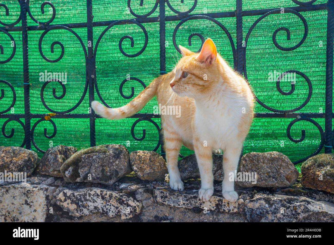 Tabby et blanc. Banque D'Images