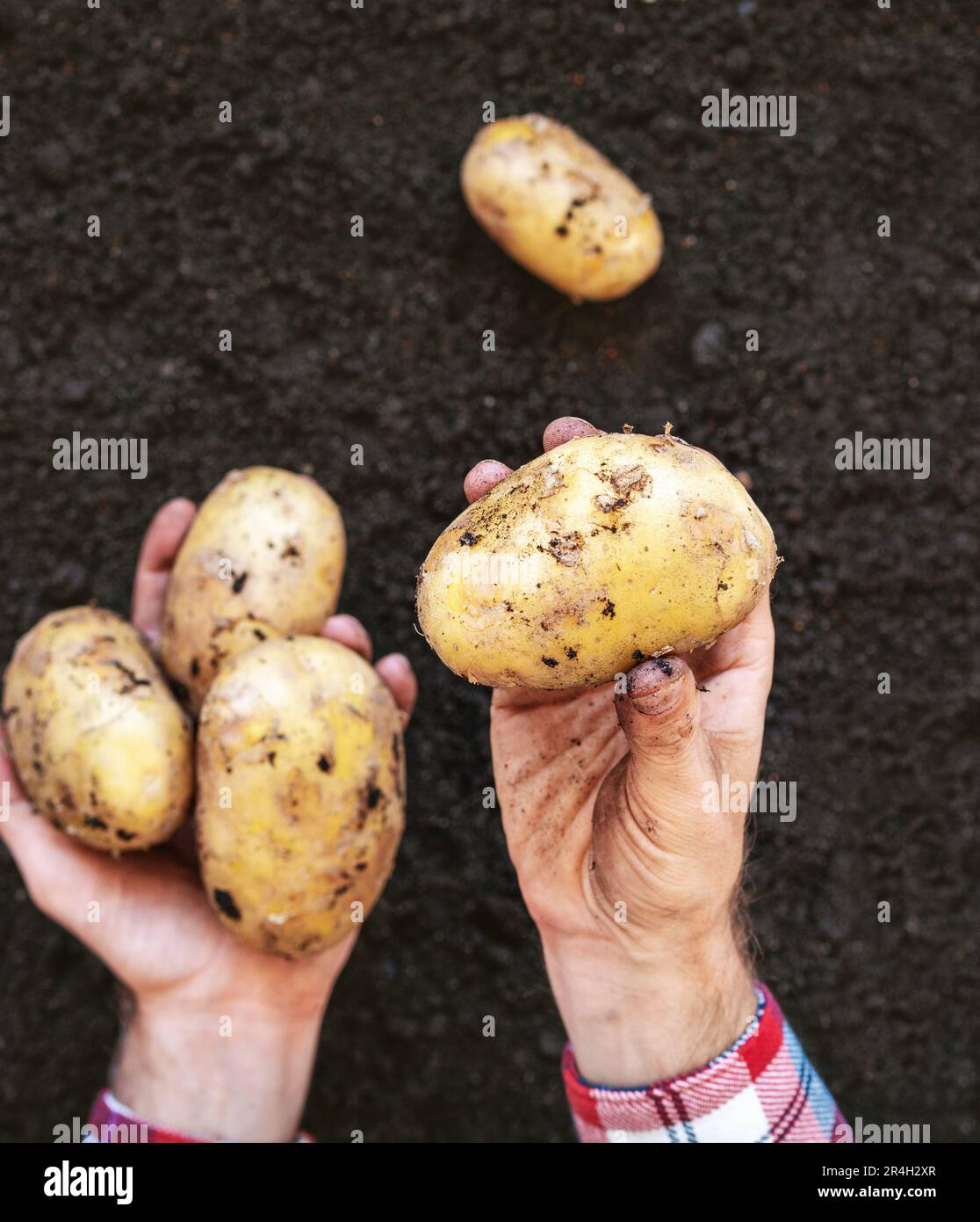 Mains pommes de terre Banque de photographies et d’images à haute