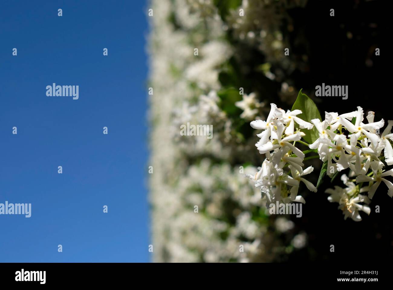 Fleurs blanches sur un mur contre un ciel bleu Banque D'Images