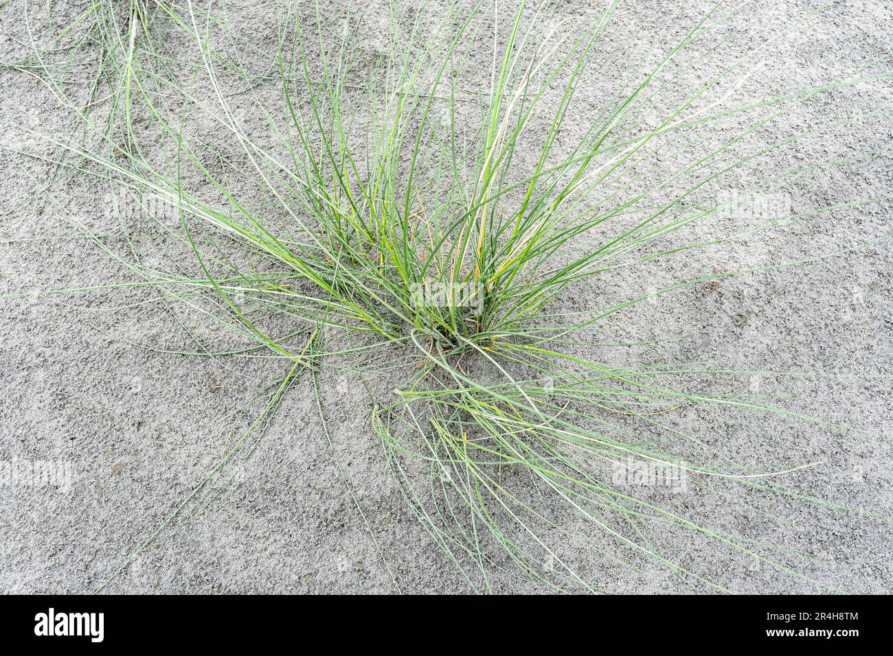 Jeunes verts kash ou kans champ d'herbe (Saccharum spontaneum) avec ciel en été Banque D'Images