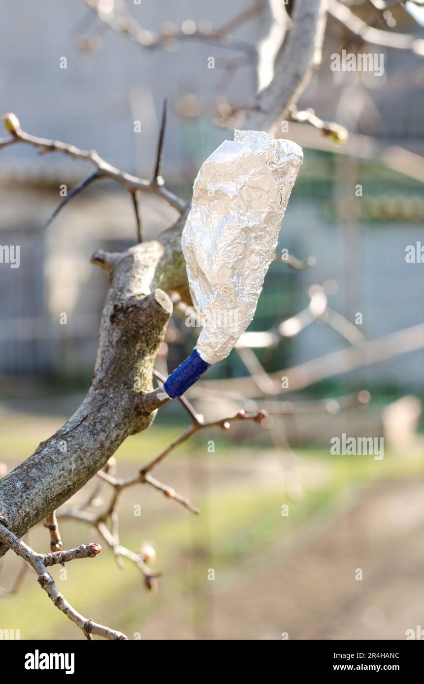 Greffe d'arbres au printemps. Une coupe greffée sur un aubépine est  enveloppée dans du papier d'aluminium Photo Stock - Alamy