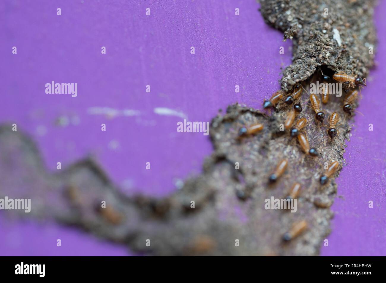 Nid de termite vue rapprochée. Thème de lutte antiparasitaire Banque D'Images