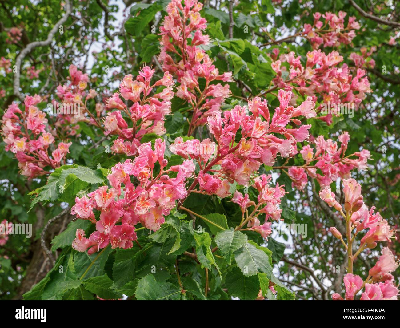 Fleurs du Chestnut Rouge Aesculus hippocamstrum x carnée un arbre ornemental cultivé dans des parcs et des jardins - Somerset UK Banque D'Images