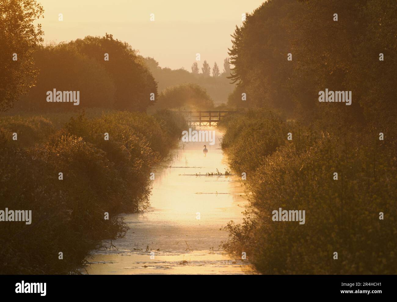 Aube au mur de Ham le long du canal de Glastonbury sur les niveaux de Somerset au Royaume-Uni Banque D'Images