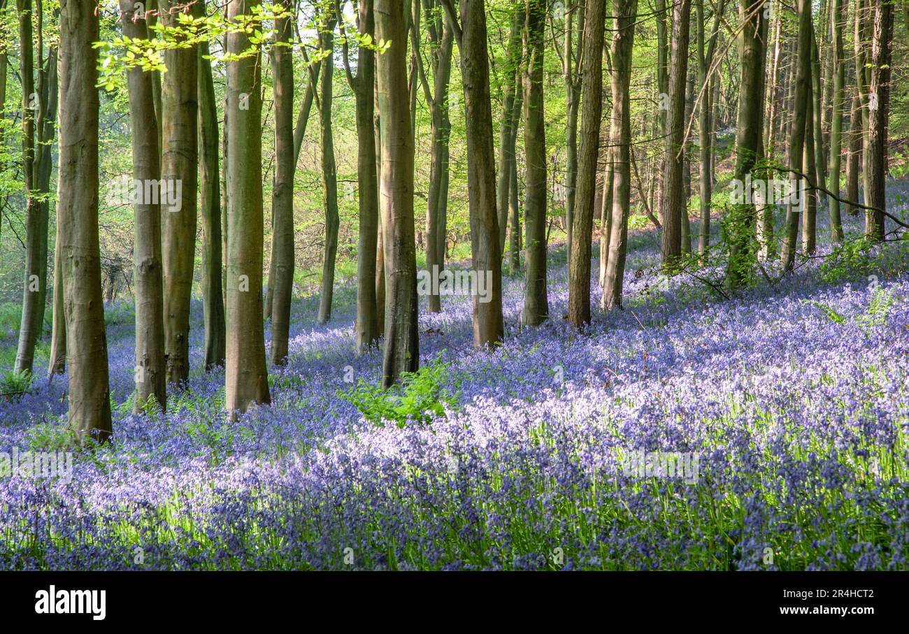 Bois de hêtre recouvert de moquette avec Bluebell Endymion non-scriptus dans le Somerset au Royaume-Uni Banque D'Images