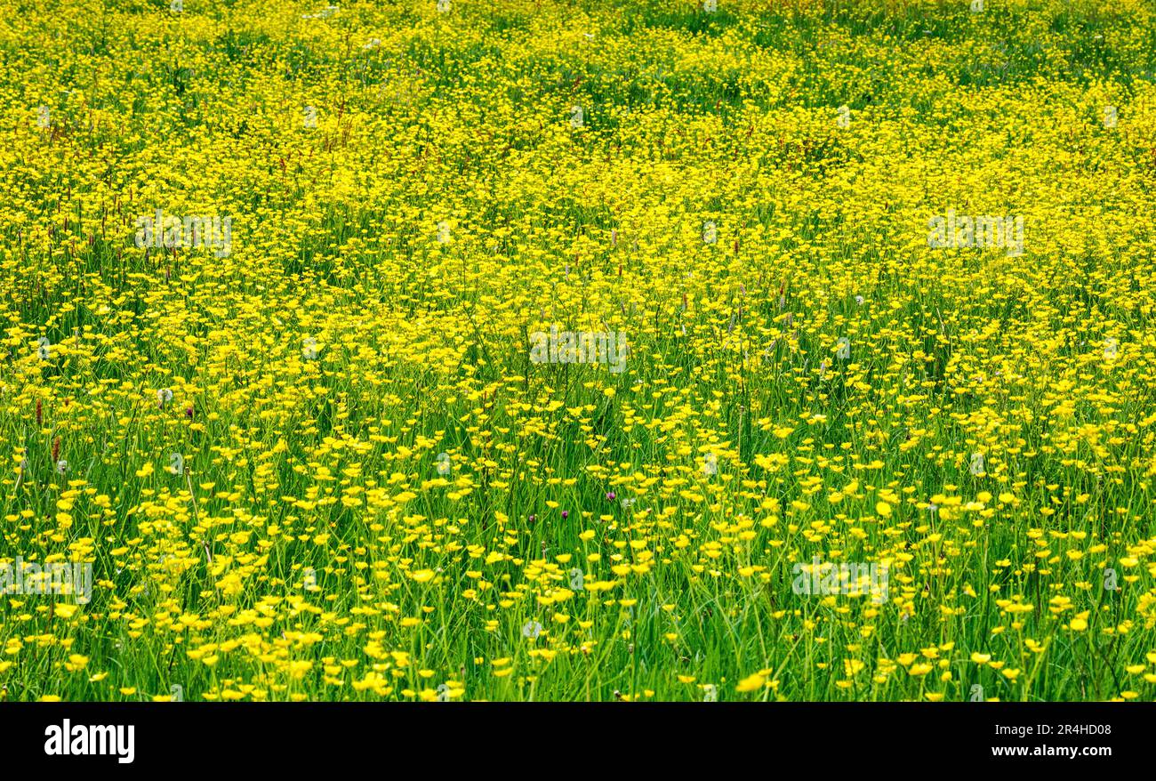 Field of Meadow Buttercup Ranunculus acris est devenu jaune au début du printemps dans le Somerset, au Royaume-Uni Banque D'Images