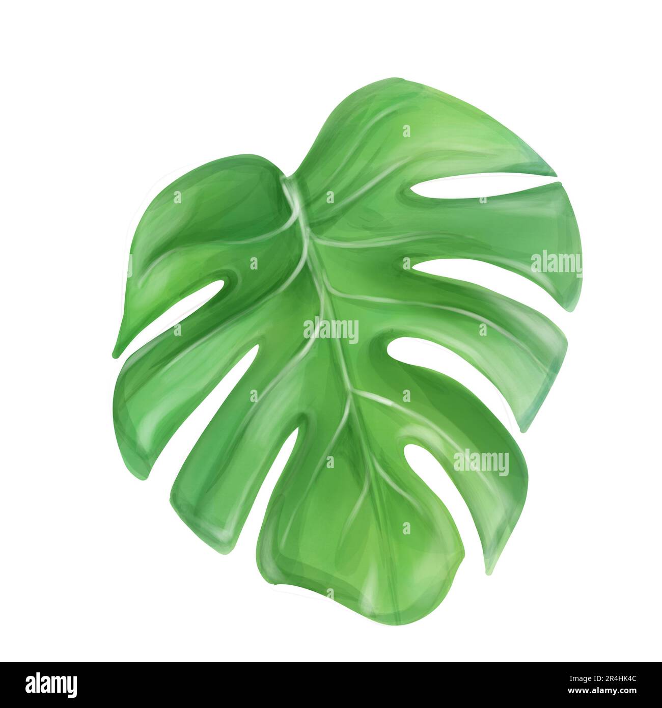 Monstera aquarelle. Feuilles tropicales, aquarelle exotique. Isolé pour la conception Banque D'Images