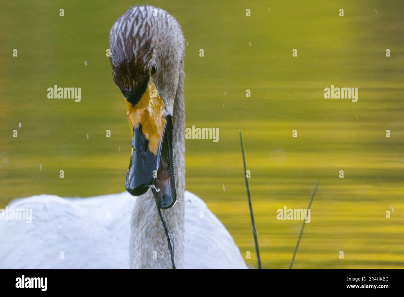 Cygne chanteur close-up Banque D'Images