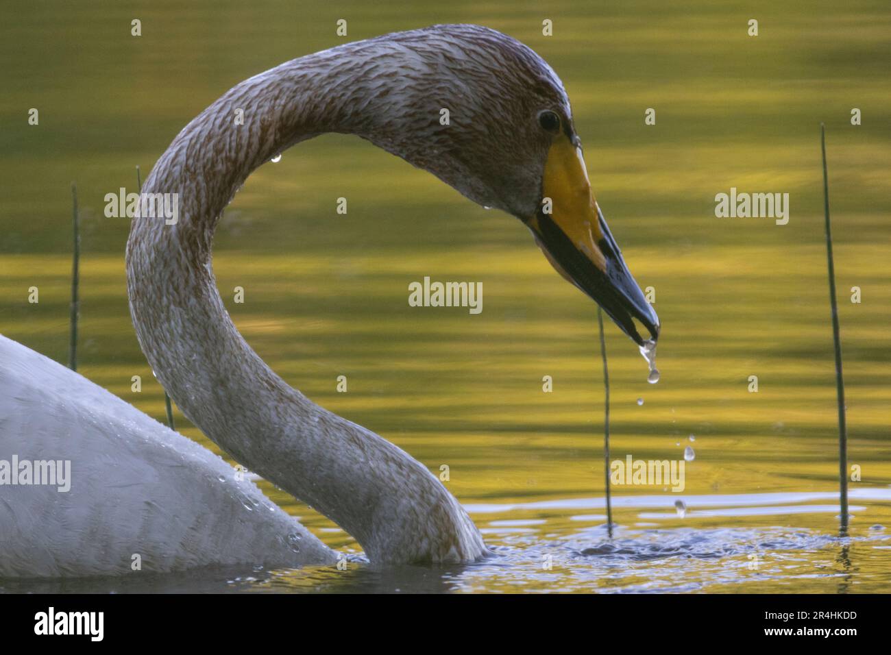 Cygne chanteur close-up Banque D'Images