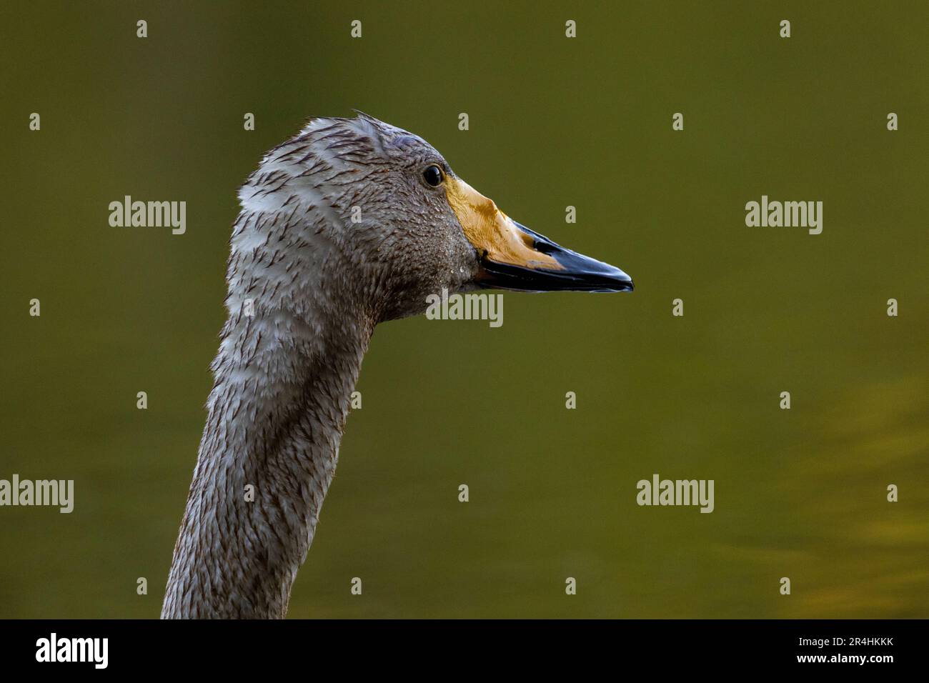 Cygne chanteur close-up Banque D'Images