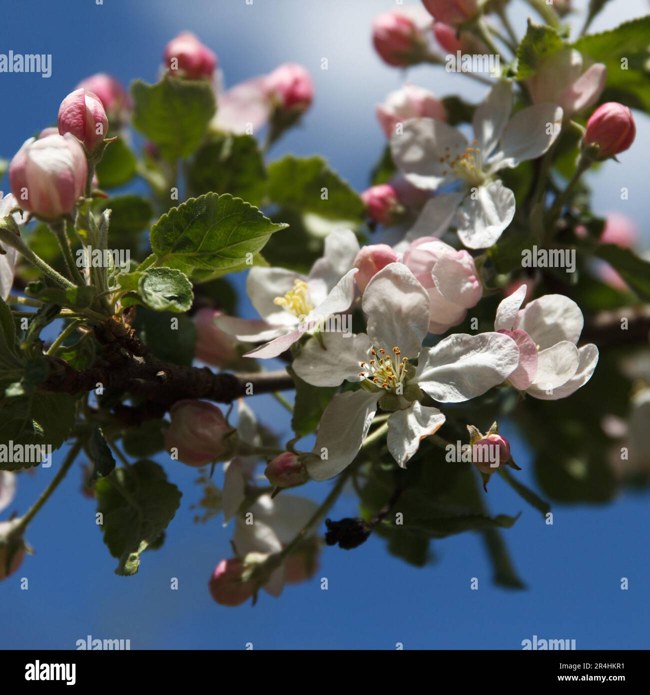 Pommier à fleurs. Belle délicate grandes fleurs de pommier fleurit sur les branches d'arbre dans le jardin au printemps, magnifique ciel bleu fond Banque D'Images