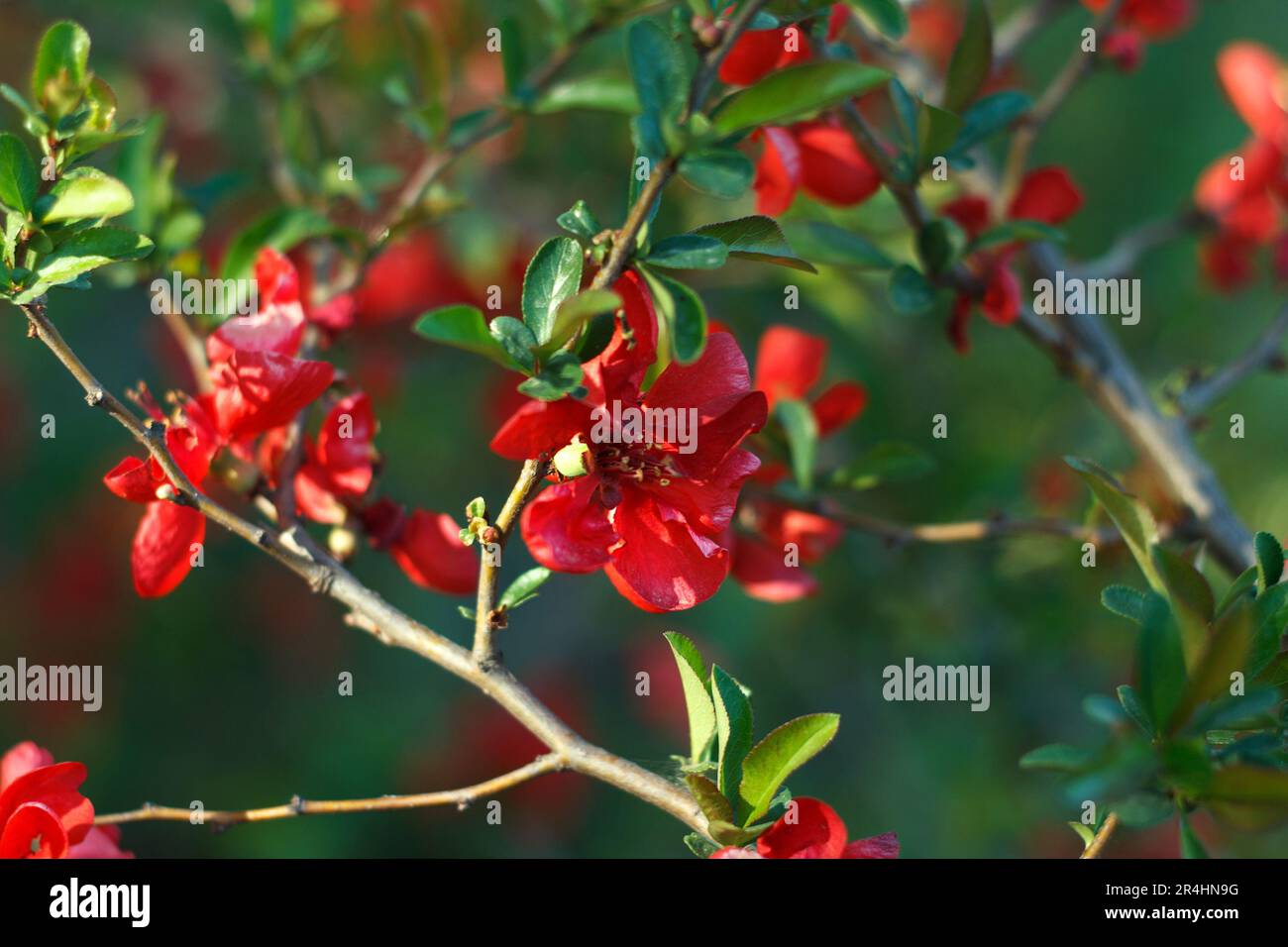 Brousse de groseilles à fleurs rouges dans un jardin de printemps Banque D'Images