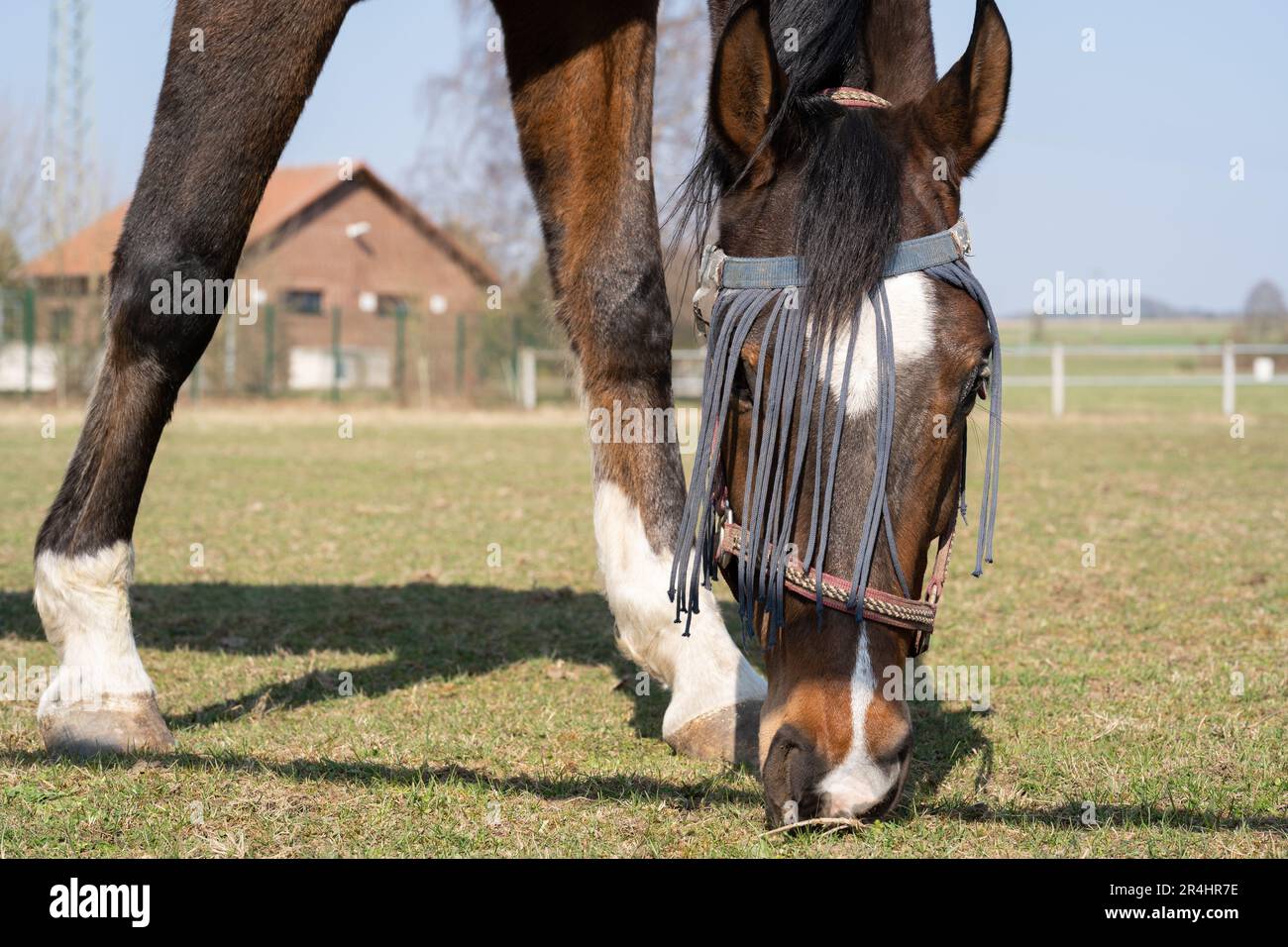 Gros plan d'un cheval avec protection contre la mouche sur le visage tout en broutant dans la prairie au printemps Banque D'Images