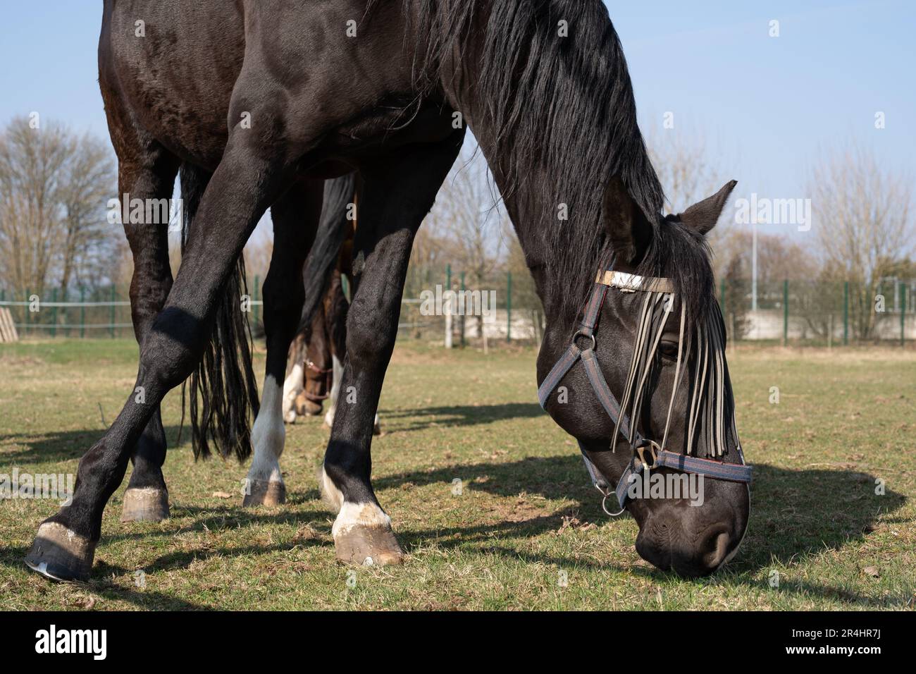 Gros plan d'un cheval avec protection contre la mouche sur le visage tout en broutant dans la prairie au printemps Banque D'Images