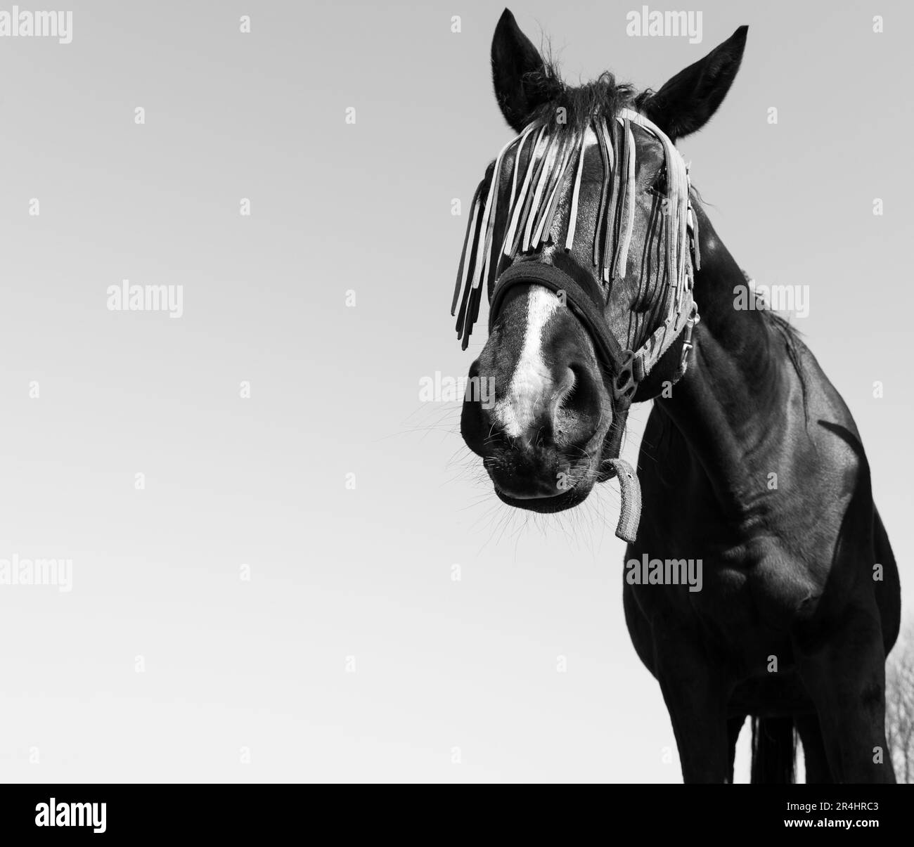 Portrait noir et blanc d'un cheval avec un masque de protection contre la mouche sur le visage Banque D'Images