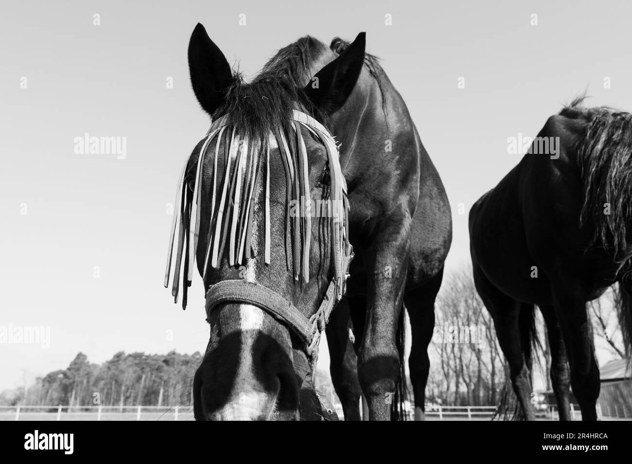 Portrait noir et blanc d'un cheval avec un masque de protection contre la mouche sur le visage Banque D'Images