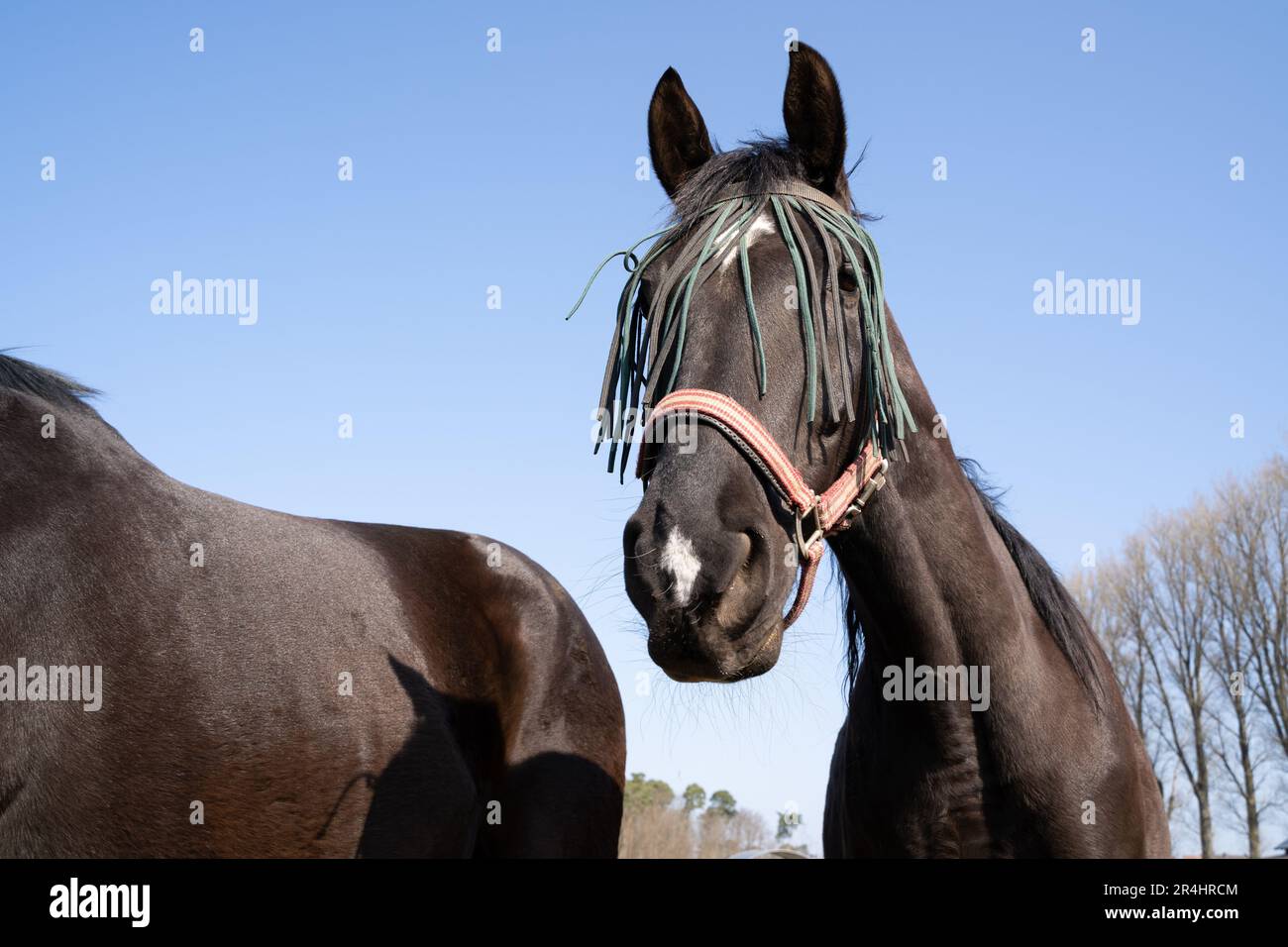 Portrait d'un beau cheval brun avec masque de protection contre la mouche par temps ensoleillé avec ciel bleu au printemps Banque D'Images
