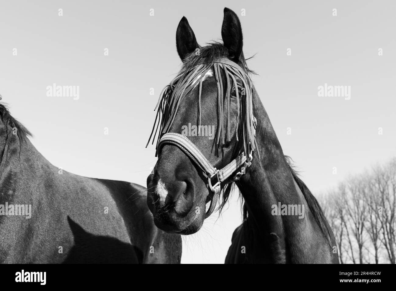 Portrait noir et blanc d'un cheval avec un masque de protection contre la mouche sur le visage Banque D'Images