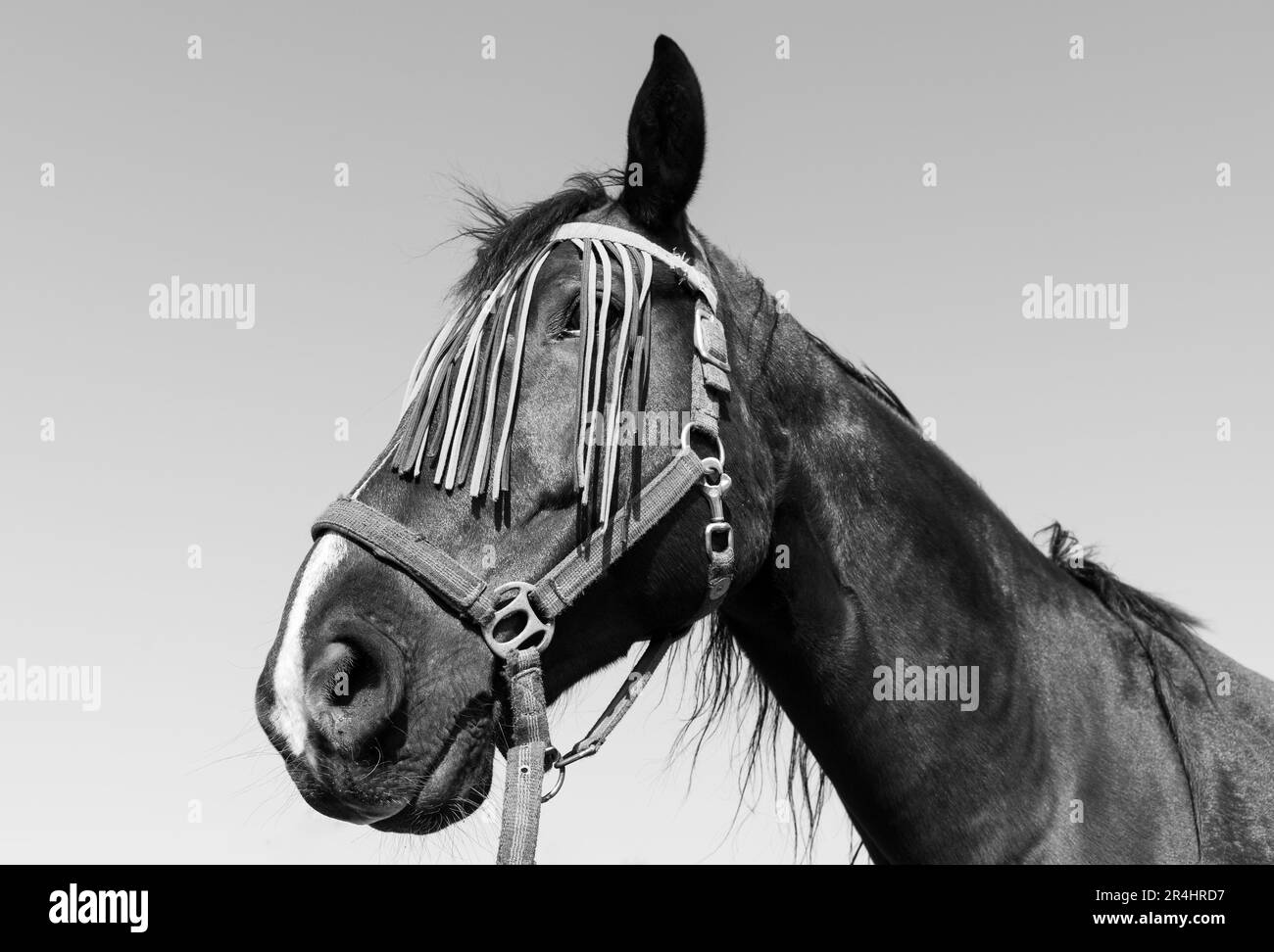 Portrait noir et blanc d'un cheval avec un masque de protection contre la mouche sur le visage Banque D'Images