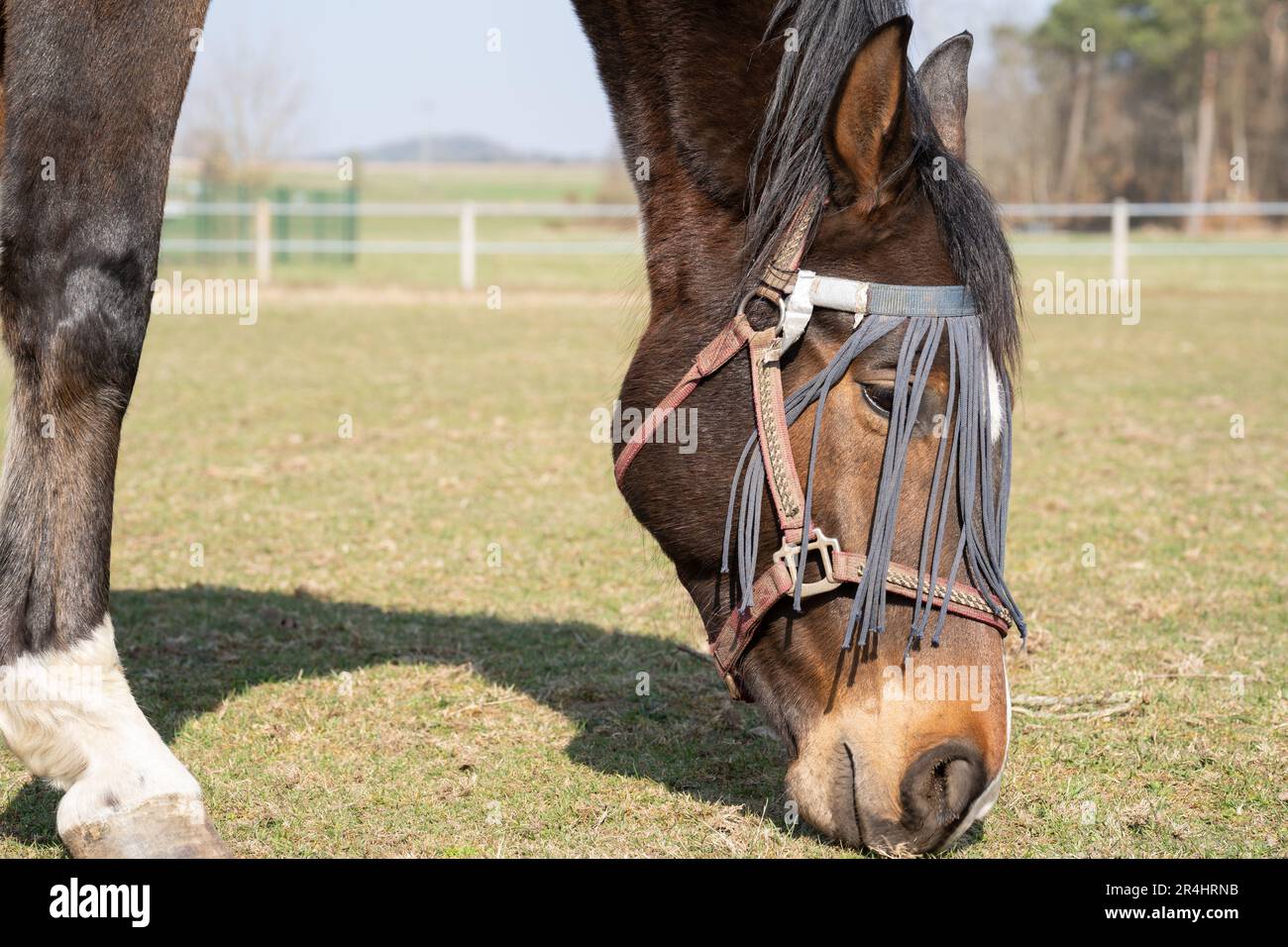 Gros plan d'un cheval brun avec protection contre la mouche sur le visage tout en broutant dans la prairie Banque D'Images