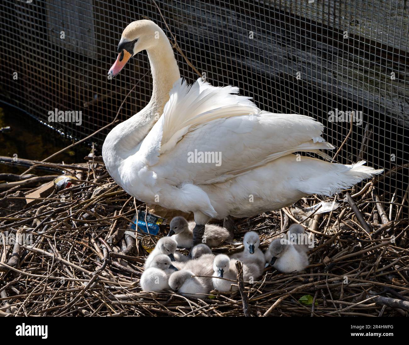 Cygnes muets femelles (Cygnus olor) avec des cygnets nouvellement éclos au nid, Water of Leith, Edinburgh, Écosse, Royaume-Uni Banque D'Images