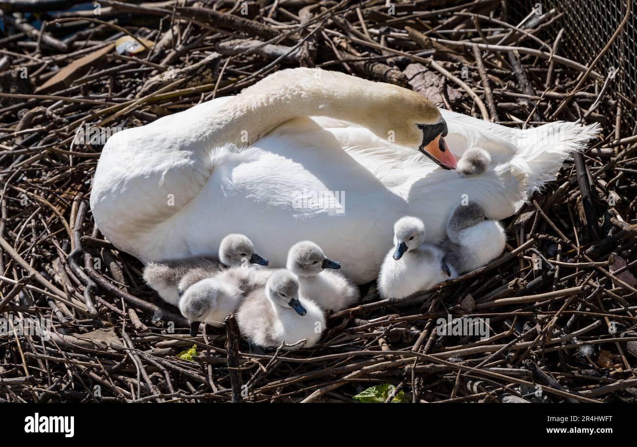 Cygnes muets femelles (Cygnus olor) avec des cygnets nouvellement éclos au nid, Water of Leith, Edinburgh, Écosse, Royaume-Uni Banque D'Images