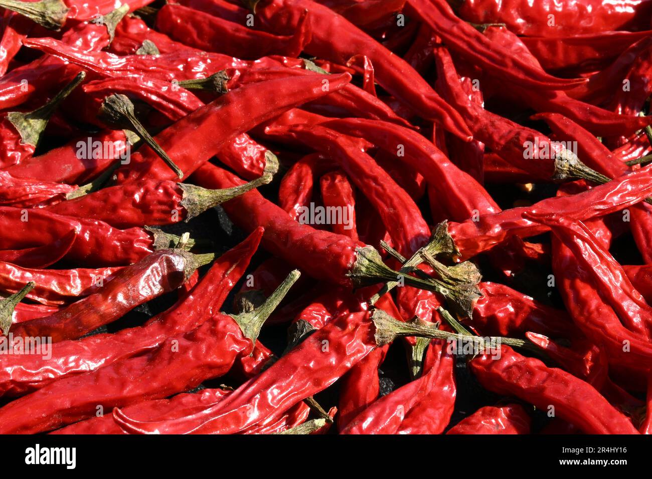 Gros plans de piments rouges (Chili) dans un fond texturé Banque D'Images