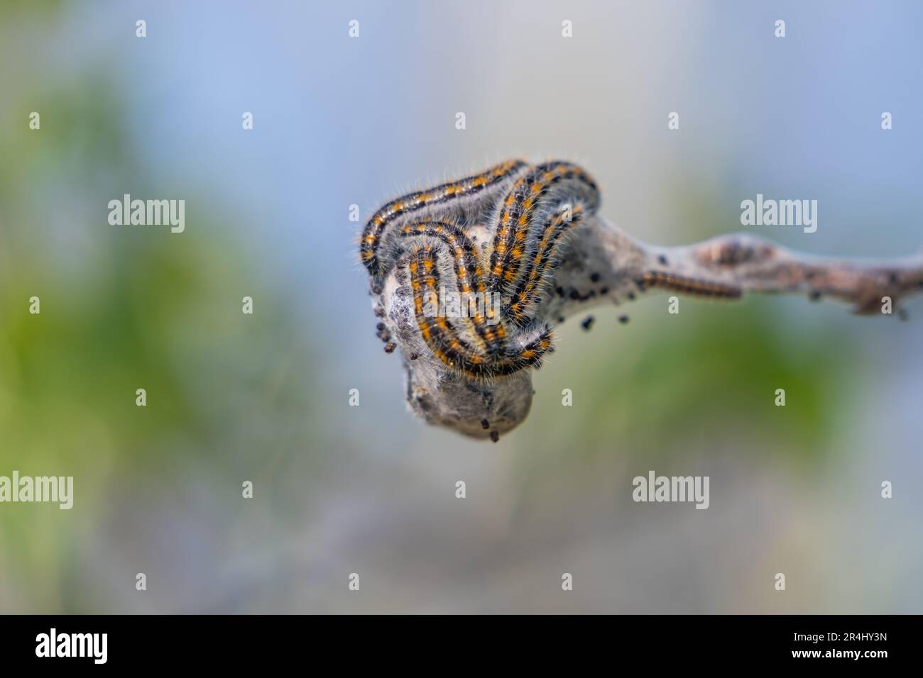 Chenille de blanc à veiné noir (Aporia crataegi). Banque D'Images