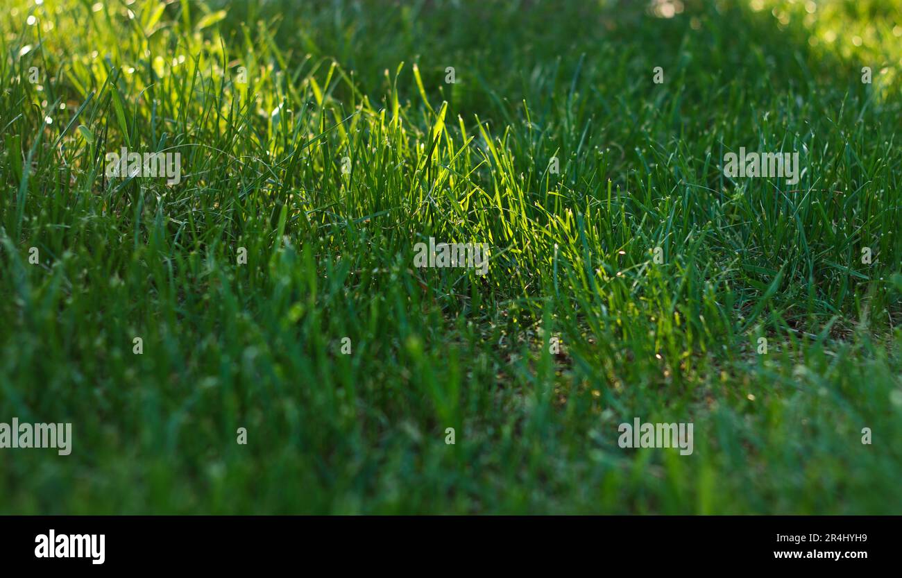 L'herbe juteuse verte épaisse pousse du printemps sur la pelouse à la lumière du soleil Banque D'Images
