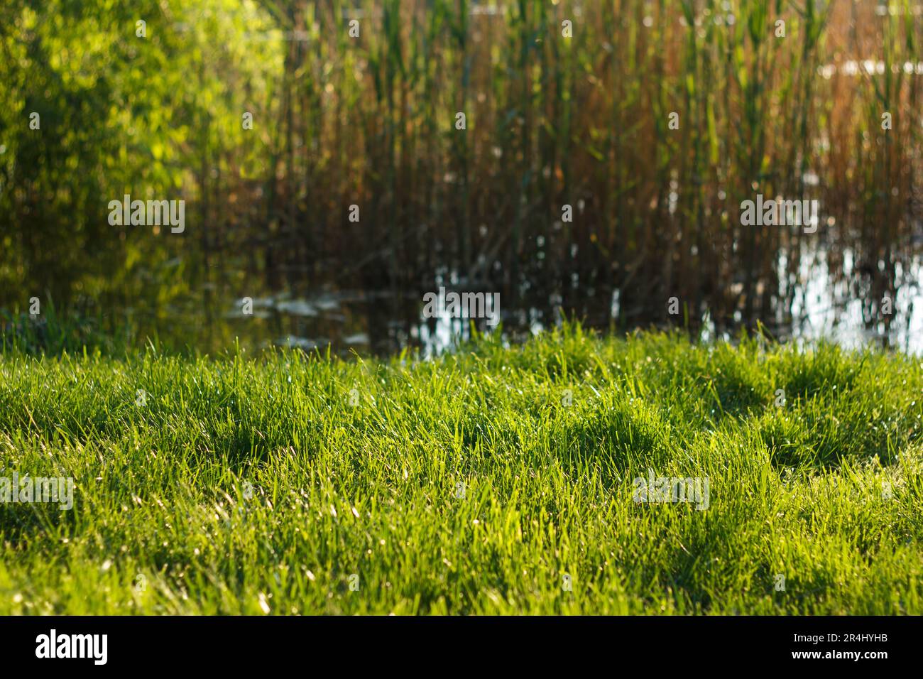 L'herbe juteuse verte épaisse pousse au printemps à côté de la rivière et de la canne, paysage. Banque D'Images