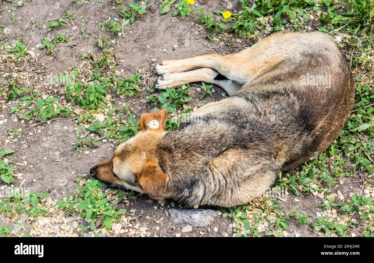 Le chien ébréché sans abri repose sur l'herbe verte. Chien avec une étiquette puce dans son oreille Banque D'Images