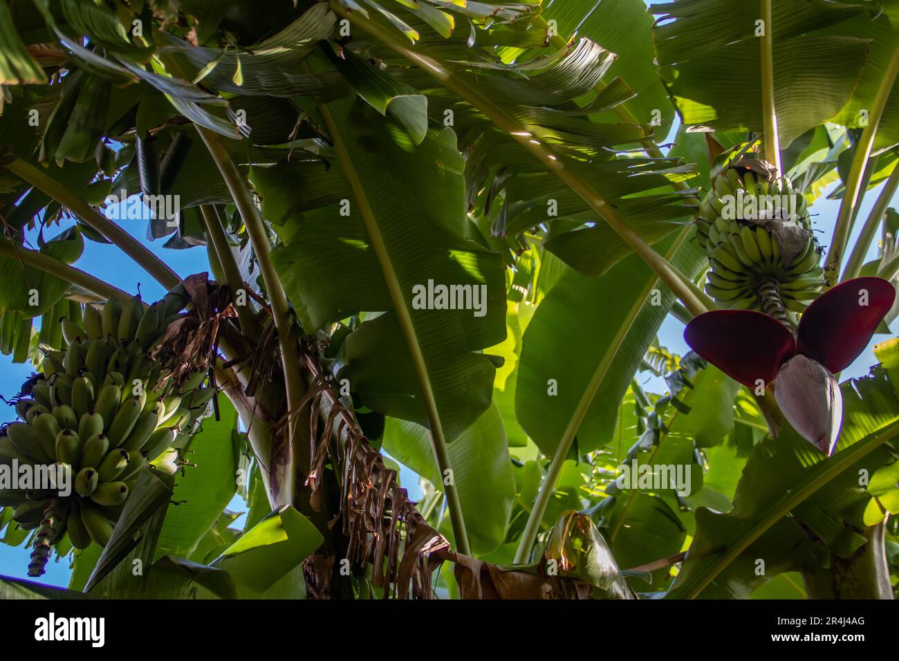 Fruit de banane poussant sur l'arbre, avec des fleurs de fleur, dans la jungle en Afrique Banque D'Images