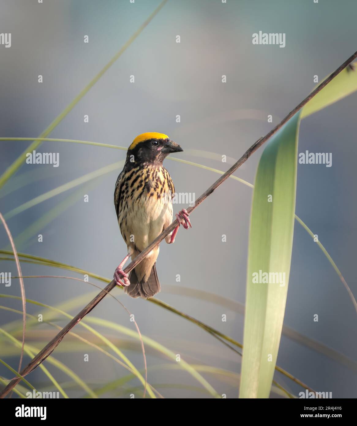 Le tisserand en bandes est une espèce d'oiseau de tisserand que l'on trouve en Asie du Sud dans les pays suivants : Bangladesh, Bhoutan, Cambodge, Chine, Égypte et inde. Banque D'Images