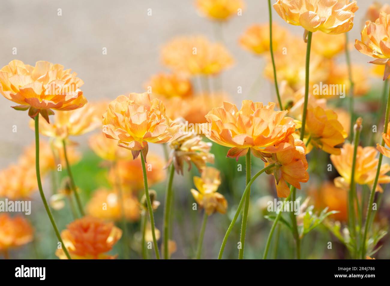 Belle été vivace Blooms, Ranunculus 'Rocpink. Helen Cowles. Banque D'Images