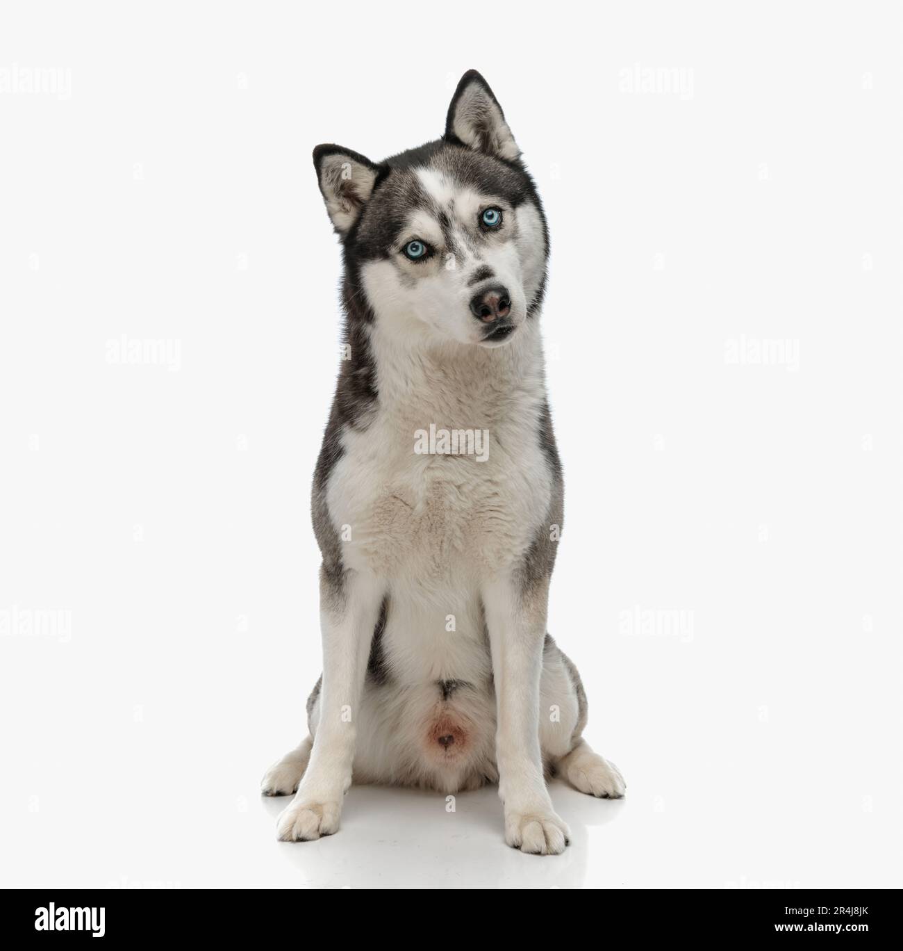 portrait d'un petit chien husky en regardant vers l'avant et assis devant un arrière-plan blanc en studio Banque D'Images