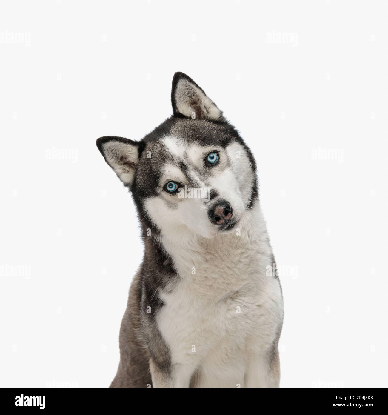 portrait de la jolie tête inclinable husky et regardant vers l'avant tout en étant assis devant un arrière-plan blanc en studio Banque D'Images