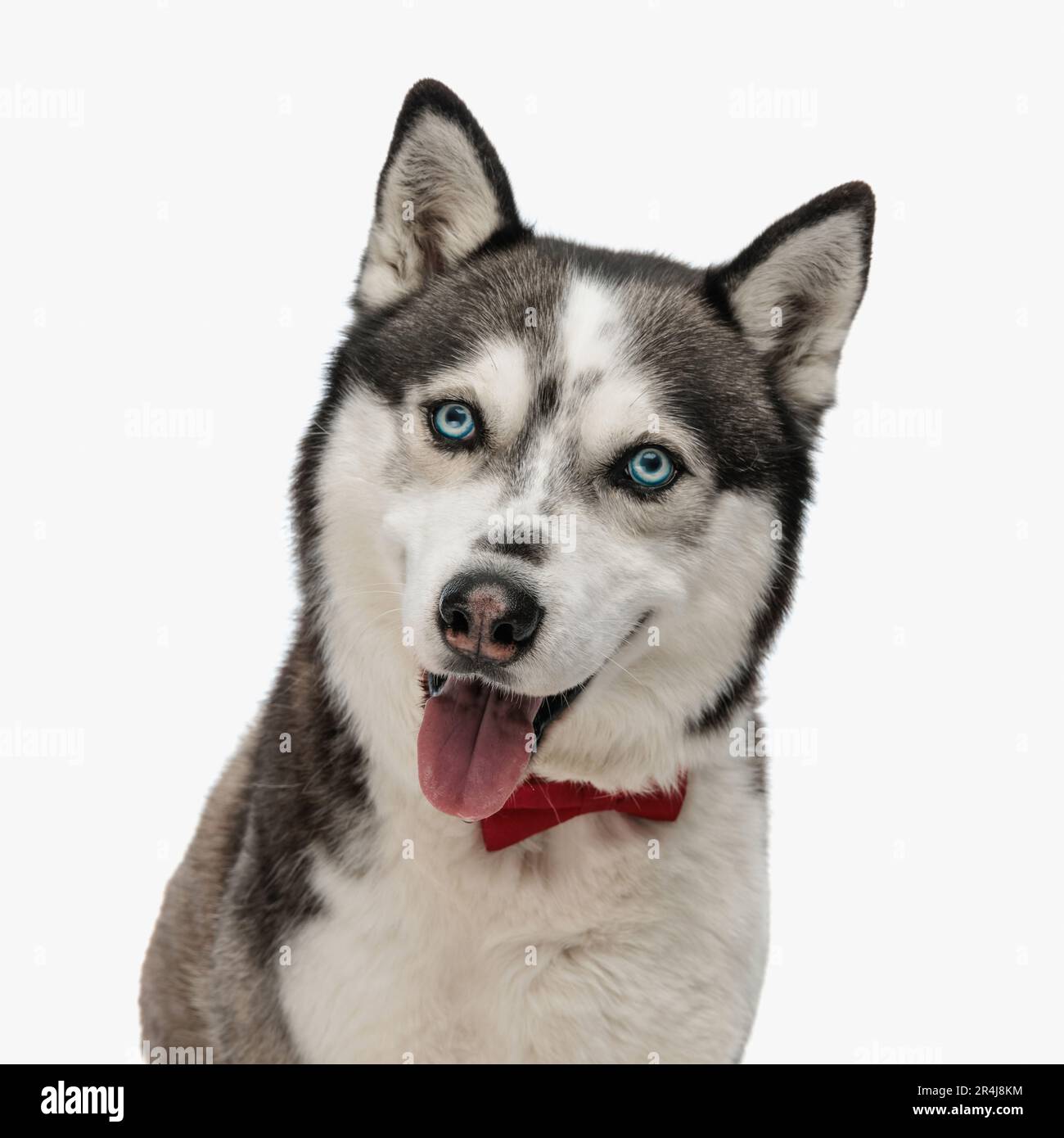 portrait d'un husky heureux avec noeud papillon accrocheur à la languette et panting tout en regardant vers l'avant en face d'un arrière-plan blanc en studio Banque D'Images
