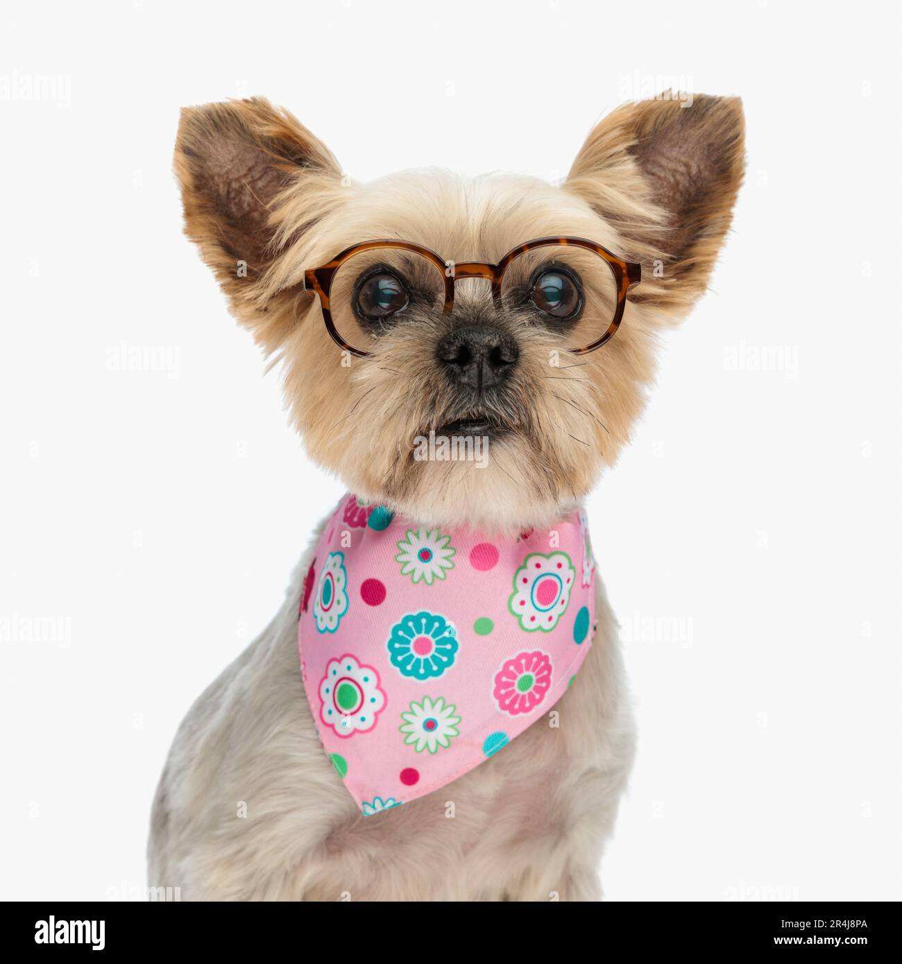 portrait du vieux chien terrier du yorkshire avec des lunettes et du bandana assis et regardant vers l'avant devant un fond blanc Banque D'Images