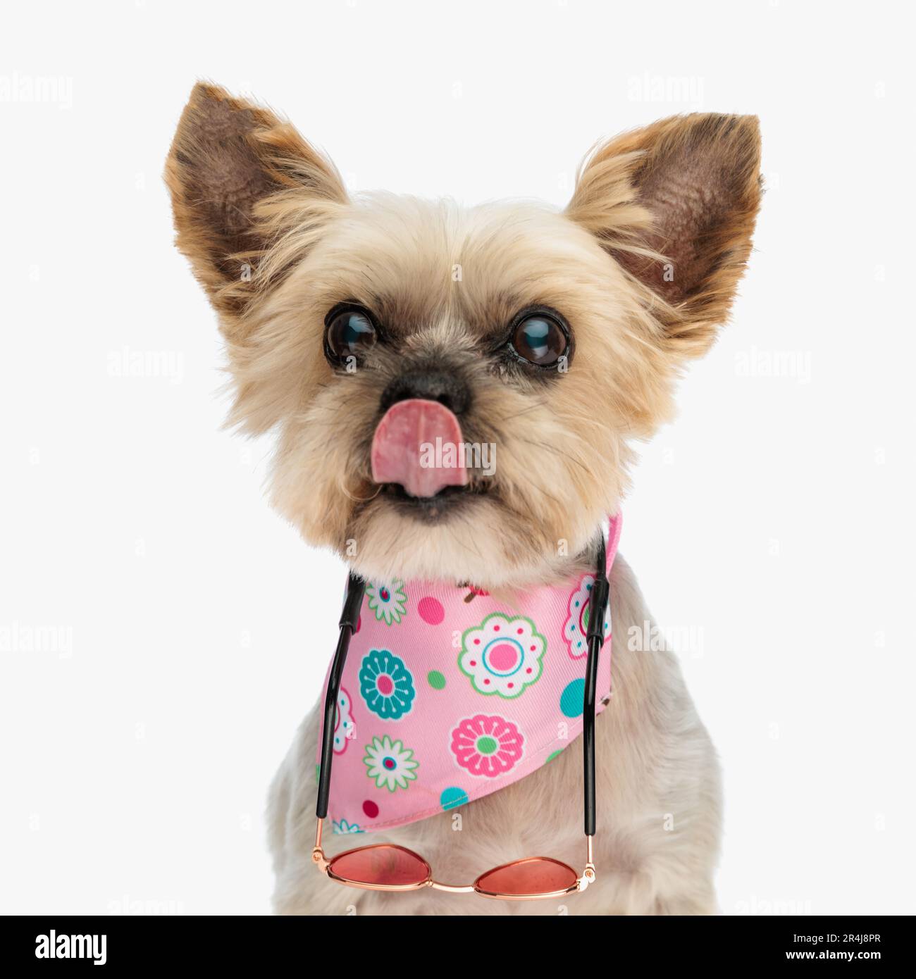 portrait d'un adorable petit chiot yorkie avec un nez de régal de bandana rose et regardant vers l'avant tout en étant assis sur un fond blanc en studio Banque D'Images