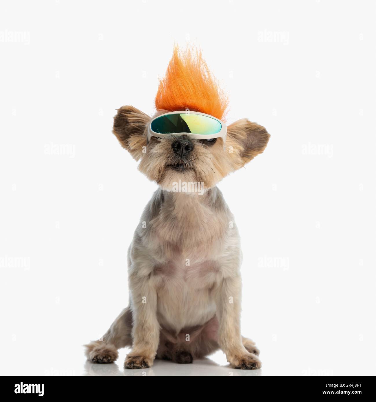 petit chien terrier du yorkshire doux avec perruque punk et lunettes de neige assis devant un fond blanc Banque D'Images