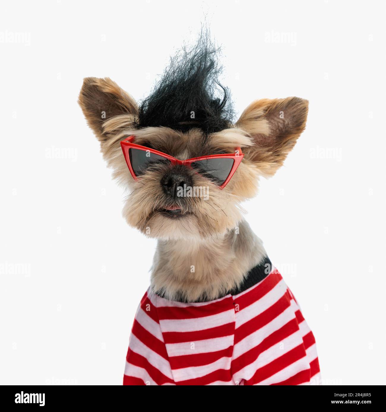 décorale yorkshire terrier chiot avec une perruque fraîche gardant son esprit de l'adolescence vivant sur fond blanc Banque D'Images