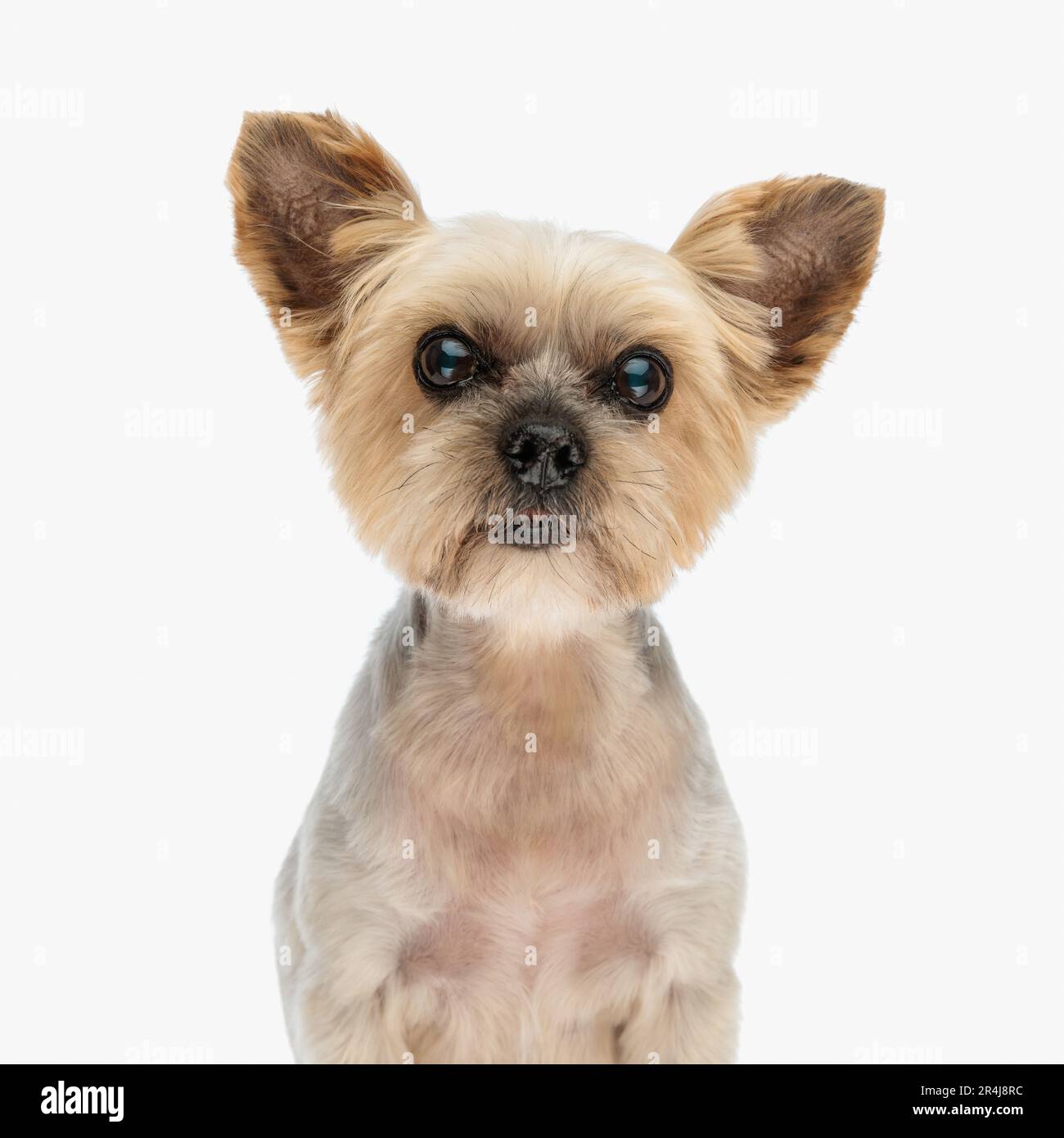 portrait du magnifique chien yorkie regardant vers l'avant et assis devant un fond blanc en studio Banque D'Images