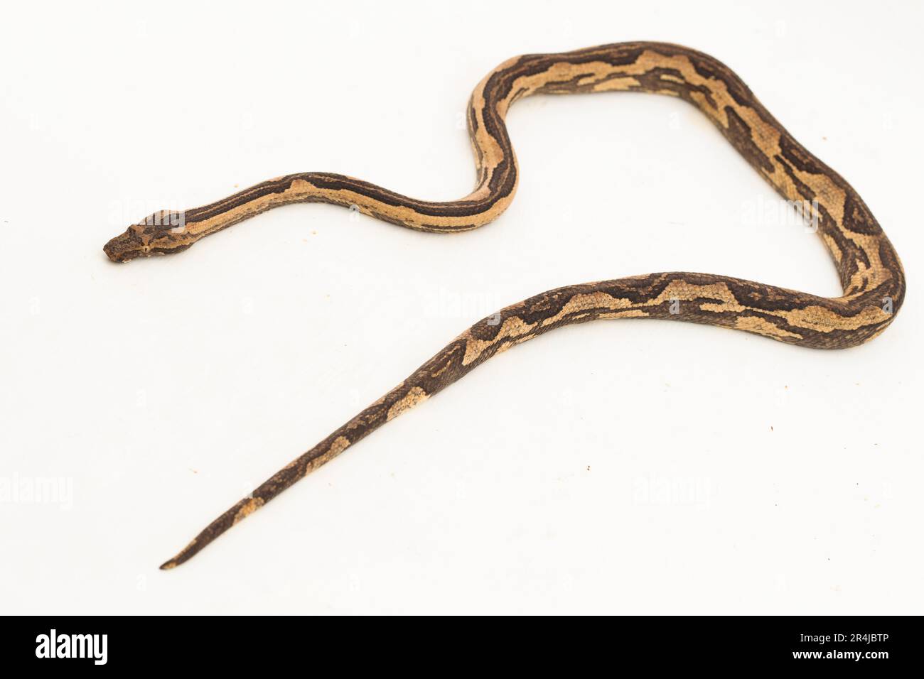 Le boa arbre indonésien Candoia carinata ou le serpent de terre du Pacifique isolé sur fond blanc Banque D'Images