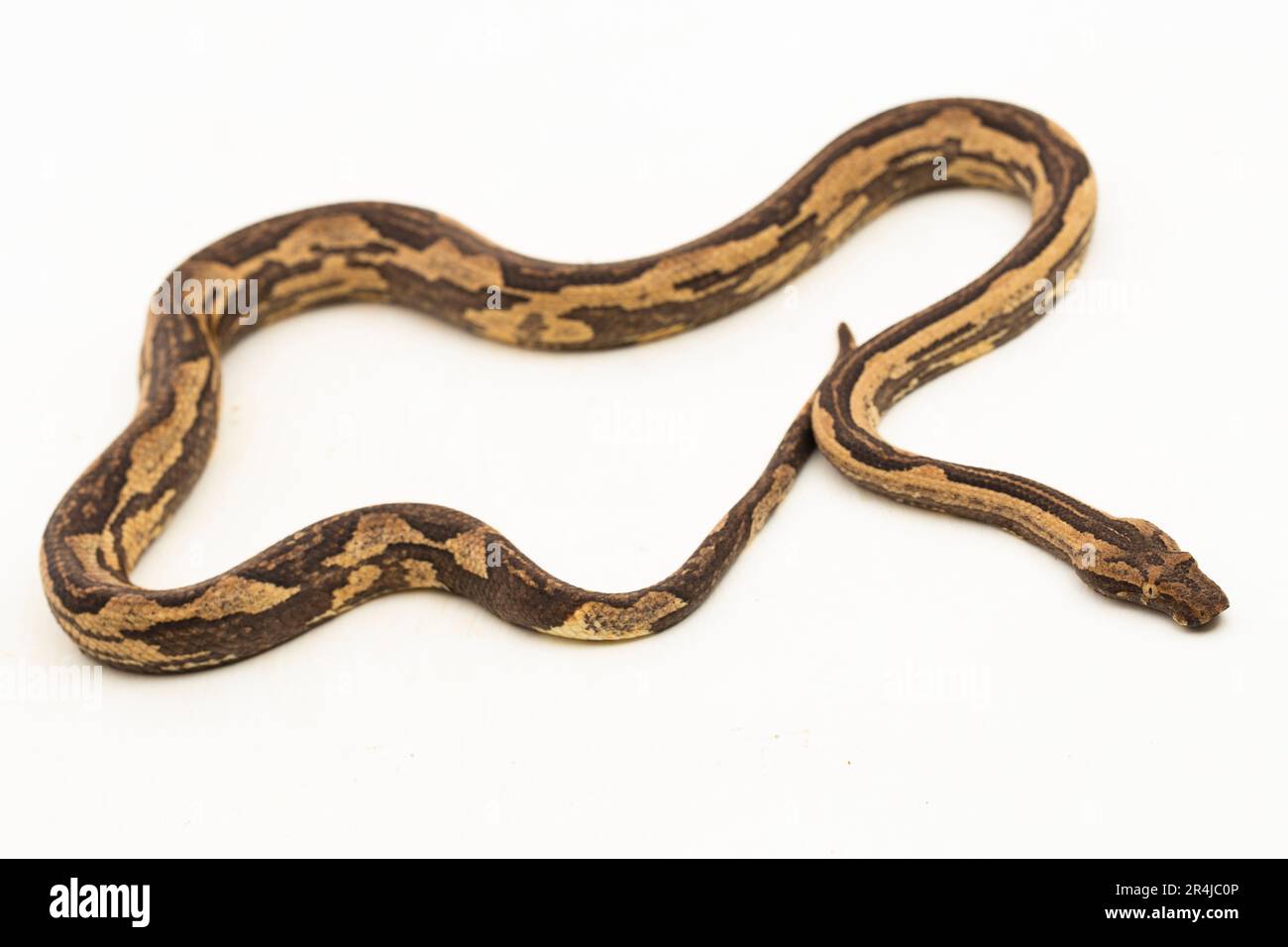Le boa arbre indonésien Candoia carinata ou le serpent de terre du Pacifique isolé sur fond blanc Banque D'Images