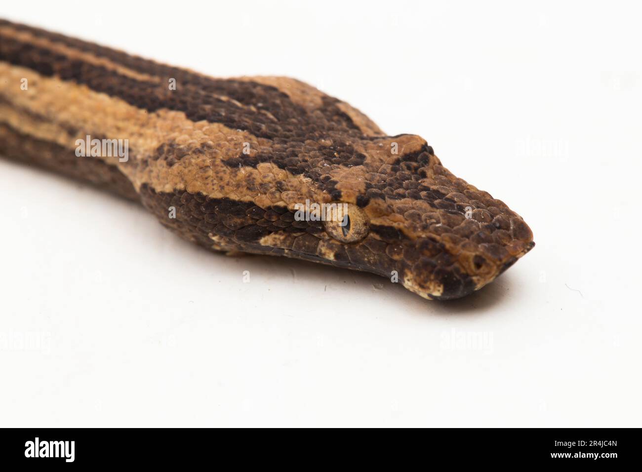 Le boa arbre indonésien Candoia carinata ou le serpent de terre du Pacifique isolé sur fond blanc Banque D'Images