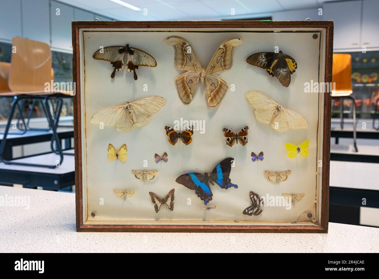 Collection de papillons empaillés dans un cadre pour étudier en classe de biologie. Banque D'Images