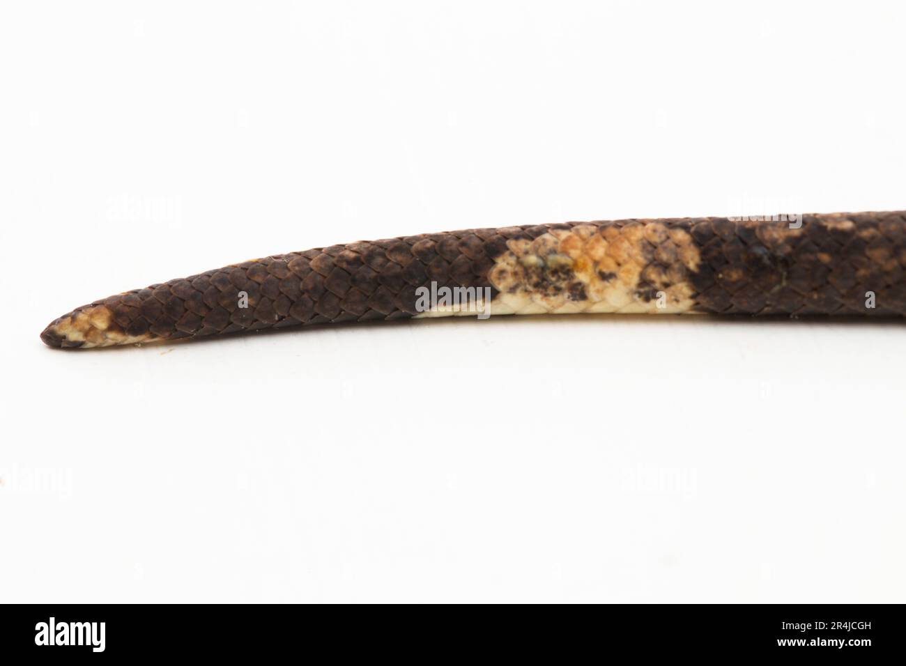 Le boa arbre indonésien Candoia carinata ou le serpent de terre du Pacifique isolé sur fond blanc Banque D'Images