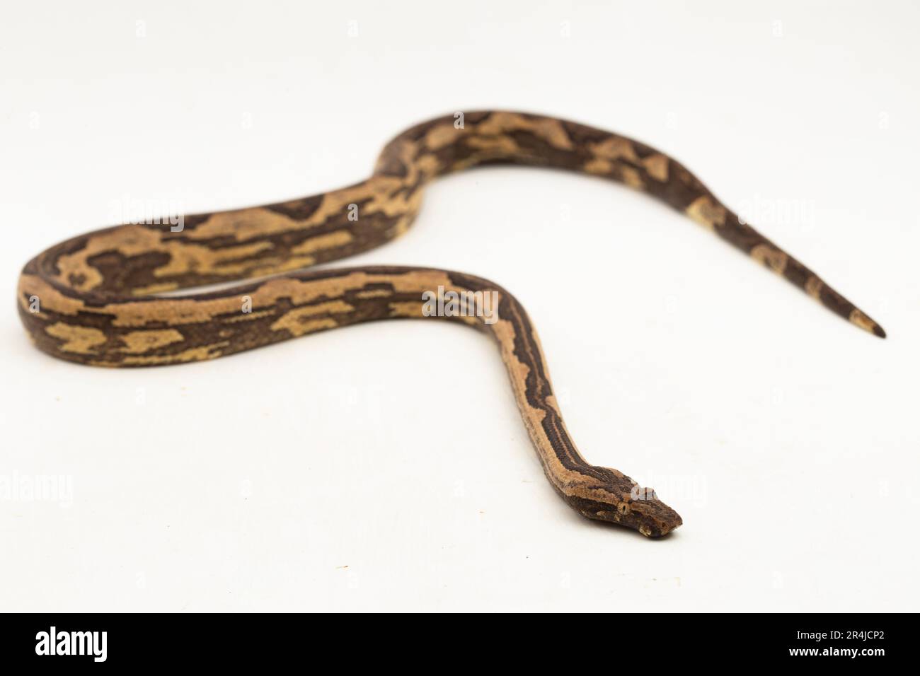 Le boa arbre indonésien Candoia carinata ou le serpent de terre du Pacifique isolé sur fond blanc Banque D'Images