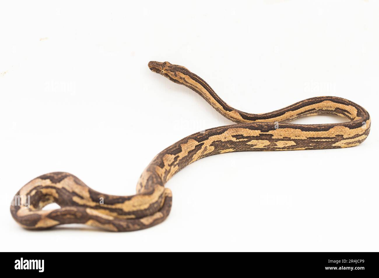 Le boa arbre indonésien Candoia carinata ou le serpent de terre du Pacifique isolé sur fond blanc Banque D'Images